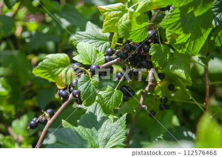 Black currant berries growing on a bush. 112576468