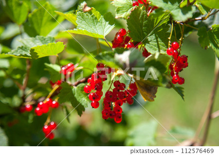 Branch of ripe red currant on currant bush in a garden. Branch of ripe red currant on currant bush in a garden. 112576469