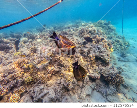 Shoal of differend kinds of the fish - sailfin tang, Longnose Parrotfish, Picasso trigger, Birdmouth wrasse, Klunzinger's wrasse and other tropical fish swimming at the coral reef in the Red Sea, Shoal of differend kinds of the fish - sailfin tang, Longnose Parrotfish, Picasso trigger, Birdmouth wrasse, Klunzinger's wrasse and other tropical fish swimming at the coral reef in the Red Sea, 112576554