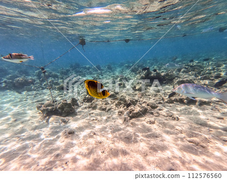 Diagonal butterflyfish (Chaetodon fasciatus) at the Red Sea coral reef.. Diagonal butterflyfish (Chaetodon fasciatus) at the Red Sea coral reef.. 112576560