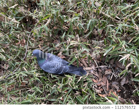 竹叢中的鴿子 112576572