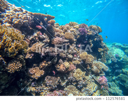 Underwater life of reef with corals and tropical fish. Coral Reef at the Red Sea, Egypt. Underwater life of reef with corals and tropical fish. Coral Reef at the Red Sea, Egypt. 112576581