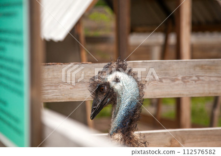 Close up view of cute ostrich emu. Australian ostrich emu walk in the paddock. Emu is second largest living bird on the planet. . 112576582