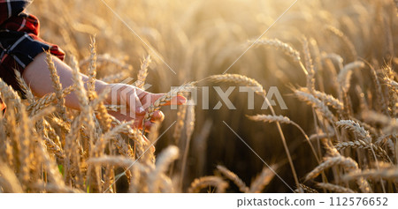 Woman farmer touches the ears of wheat on an agricultural field 112576652