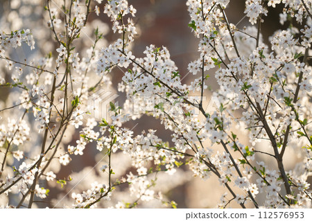 Background of blooming cherry branches in the sunlight 112576953