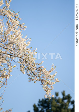 Blooming spring branches on the background of blue sky. Blooming spring branches on the background of blue sky. 112576955