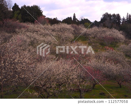 奈良縣月桂市梅樹叢 112577058