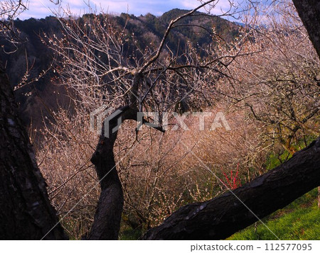奈良縣月桂市梅樹叢 奈良縣月桂市梅樹叢 112577095