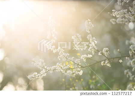 Background of blooming cherry branches in the sunlight 112577217