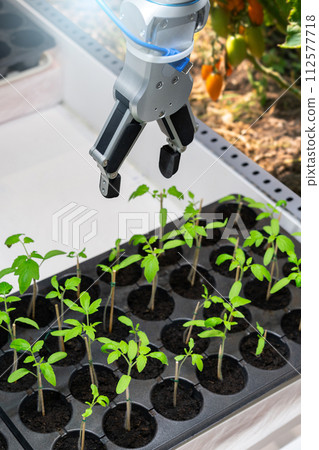 A robot in a greenhouse evaluates the quality of tomato seedlings using a sensor. Smart farming concept 112577718