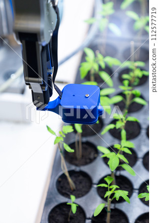 A robot in a greenhouse evaluates the quality of tomato seedlings using a sensor. Smart farming concept 112577719