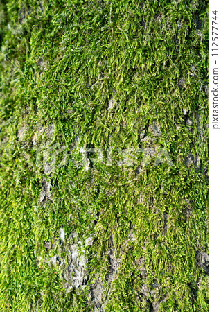 Tree with green moss close up. Tree with green moss close up. 112577744