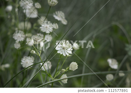 Tokachi Hills Okaue Garden (11) Tokachi Hills Okaue Garden (11) 112577891