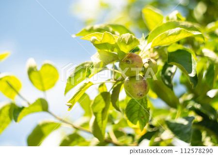 Apple trees on an organic fruit farm Apple trees on an organic fruit farm 112578290