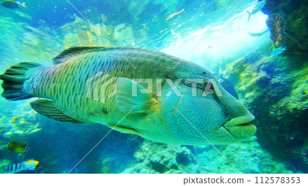 沖繩美麗水族箱拿破崙魚 112578353