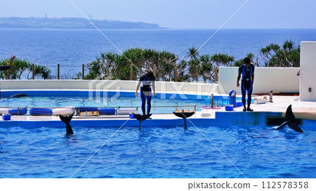 Okinawa Churaumi Aquarium Dolphin Show Okichan Theater Okinawa Churaumi Aquarium Dolphin Show Okichan Theater 112578358