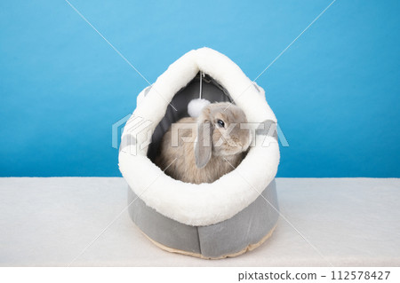 藍色背景白色床上的兔子莫夫 藍色背景白色床上的兔子莫夫 112578427