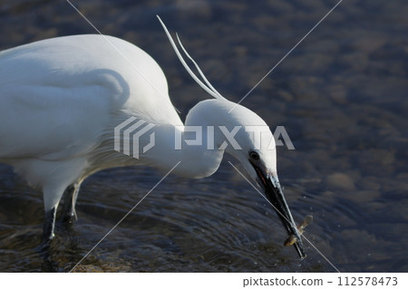 The fishes captured The fishes captured 112578473