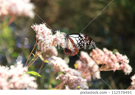 Fuji Bakama and Asagi Madara Fuji Bakama and Asagi Madara 112578491