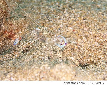 Odorikakure shrimp hiding in the sand Odorikakure shrimp hiding in the sand 112578917