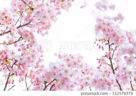 Cherry blossoms/spring image 112579379