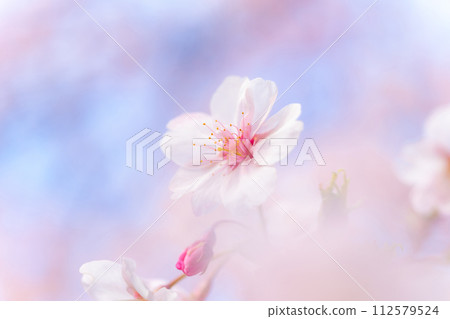 櫻花/春天的形象 112579524