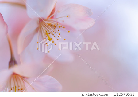 櫻花/春天的形象 112579535