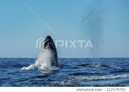 humpback whale breaching in cabo san lucas 112579781