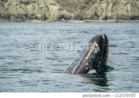 Spy hopping grey whale in san ignacio lagoon puerto chale maarguerite island baja california sur mexico 112579787