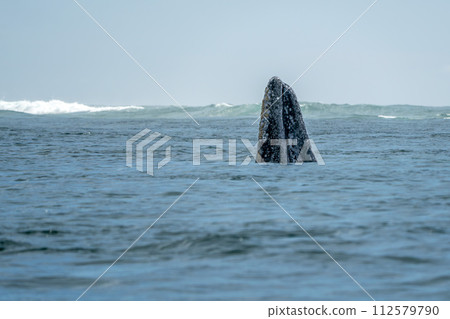 Spy hopping grey whale in san ignacio lagoon puerto chale maarguerite island baja california sur mexico Spy hopping grey whale in san ignacio lagoon puerto chale maarguerite island baja california sur mexico 112579790