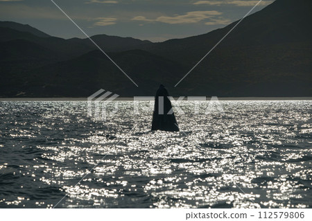 Spy hopping at sunset grey whale in san ignacio lagoon puerto chale maarguerite island baja california sur mexico Spy hopping at sunset grey whale in san ignacio lagoon puerto chale maarguerite island baja california sur mexico 112579806