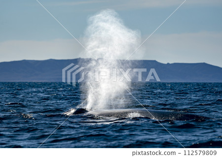 blue whale in loreto bay baja california sur 112579809
