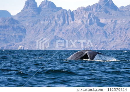 blue whale in loreto bay baja california sur 112579814