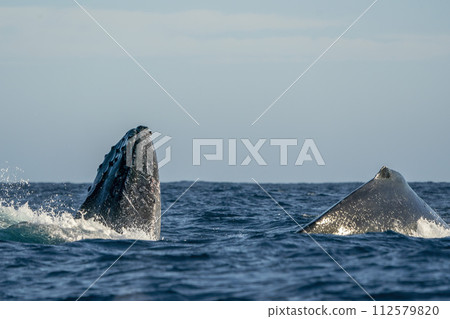 humpback whale breaching in cabo san lucas humpback whale breaching in cabo san lucas 112579820