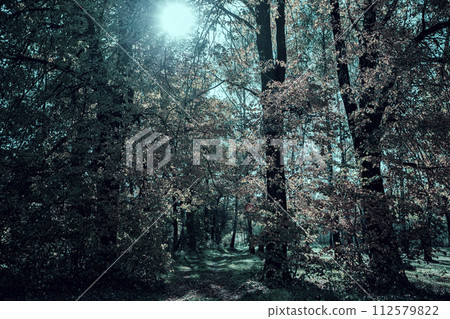Gloomy forest fantastic landscape in emerald colors. 112579822