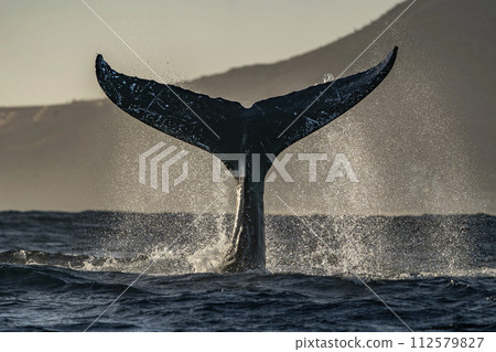 humpback whale tail slapping in cabo san lucas 112579827