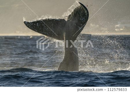 humpback whale tail slapping in cabo san lucas 112579833