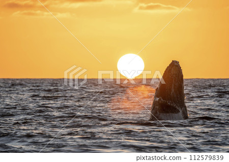 humpback whale breaching at sunset in cabo san lucas 112579839