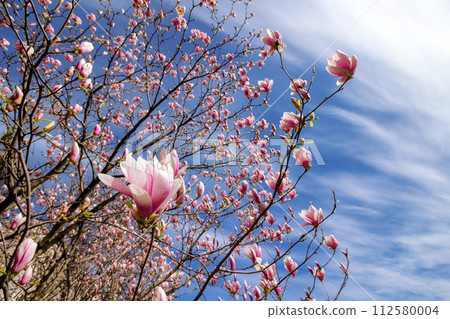 magnolia soulangeana in full blossom. beautiful nature background with pink flowers blooming in front of a blue sky in spring on a sunny day 112580004