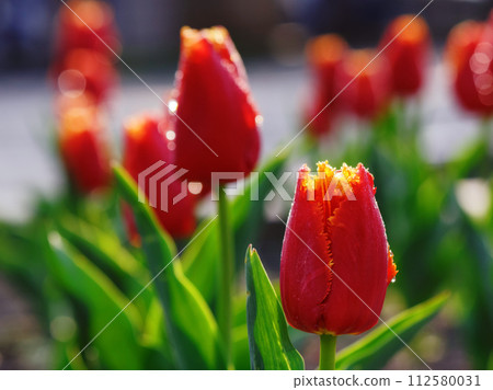 red tulips in full bloom. beautiful garden background in spring red tulips in full bloom. beautiful garden background in spring 112580031
