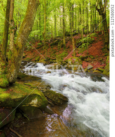 water stream in the carpathian woods among stones. outdoor nature scenery of a creek in beech forest in spring. ecology and fresh water concept water stream in the carpathian woods among stones. outdoor nature scenery of a creek in beech forest in spring. ecology and fresh water concept 112580052