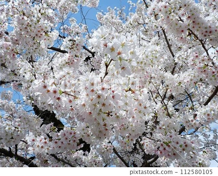 櫻花盛開 112580105