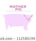 Cute mother pigs (breeding pigs) are important in the pig farming industry. 112580199