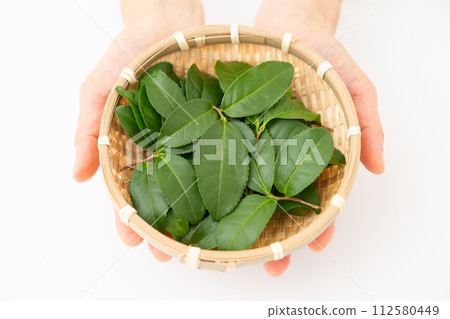 拿著綠茶葉的婦女的手 拿著綠茶葉的婦女的手 112580449