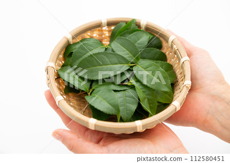 Woman's hand holding green tea leaf 112580451