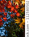 Bright autumn leaves 112580502