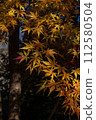 Momiji who changed leaves 112580504