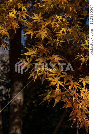 Momiji who changed leaves Momiji who changed leaves 112580504