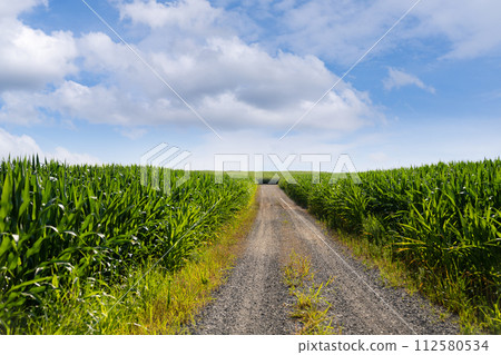 Agricultural corn field. Blue sky. Agricultural corn field. Blue sky. 112580534