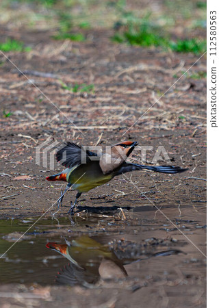 cheerful waxwing 112580563